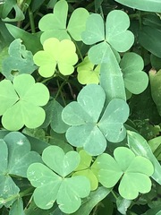 Oxalis