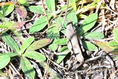 Oedipoda caerulescens