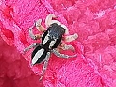 Aelurillus luctuosus