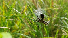 Argiope bruennichi