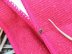 Aelurillus luctuosus