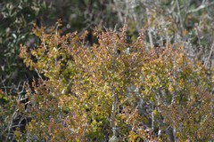 Flueggea verrucosa