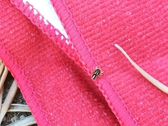 Aelurillus luctuosus