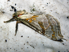 Sthenopis argenteomaculatus