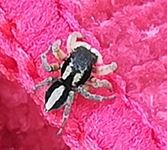 Aelurillus luctuosus