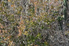 Flueggea verrucosa