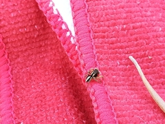 Aelurillus luctuosus