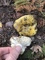 Russula ochroleucoides