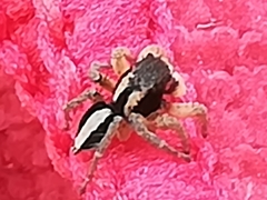 Aelurillus luctuosus