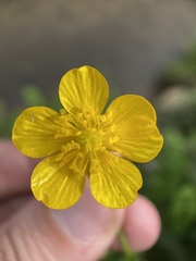 Ranunculus