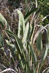 Strelitzia reginae