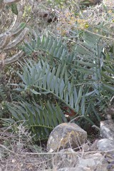 Encephalartos trispinosus