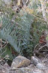Encephalartos trispinosus