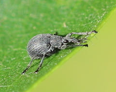 Oxystoma