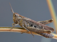 Glyptobothrus