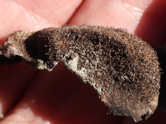 Umbilicaria hirsuta