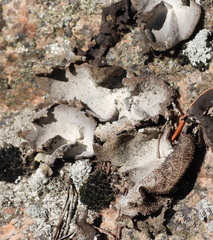 Umbilicaria hirsuta