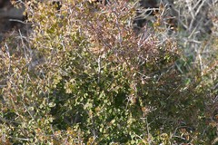 Flueggea verrucosa