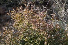 Flueggea verrucosa