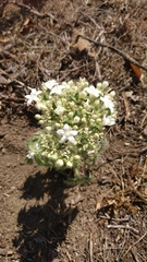 Cnidoscolus angustidens