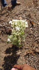 Cnidoscolus angustidens