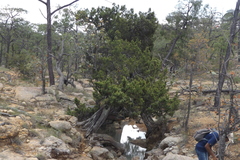 Juniperus durangensis