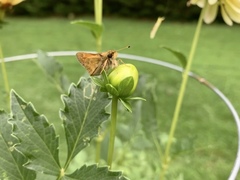 Atalopedes campestris