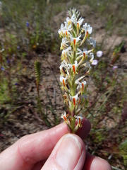 Hebenstretia robusta