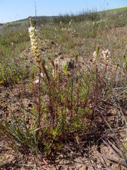 Hebenstretia robusta