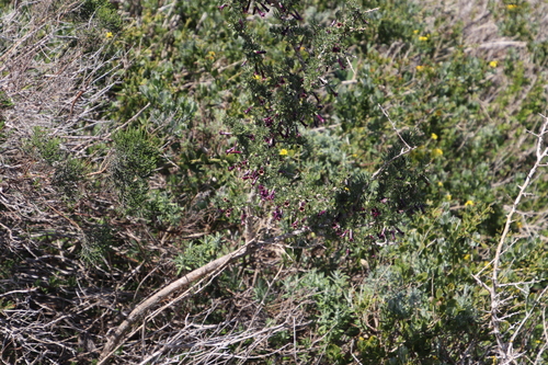 Image of Lycium afrum by (c) Tony Rebelo, some rights reserved (CC BY-SA)