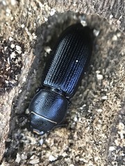Tenebroides americanus