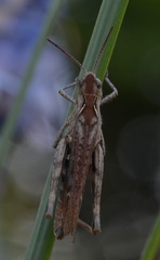Glyptobothrus
