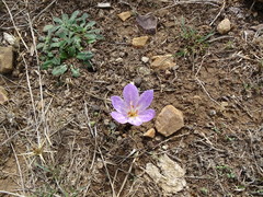 Colchicum bivonae