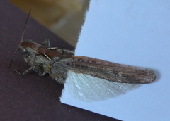 Glyptobothrus