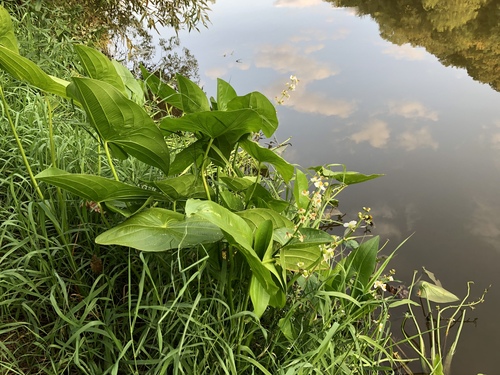 broadleaf arrowhead (Sagittaria latifolia)