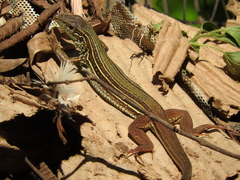Western Mexico Whiptail photo 4