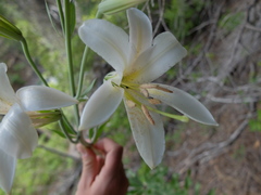 Lilium washingtonianum
