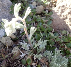 Artemisia furcata