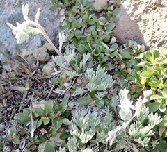 Artemisia furcata
