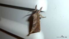 Clostera anastomosis