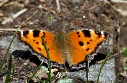 Scarce Tortoiseshell