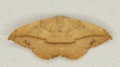 Patalene olyzonaria
