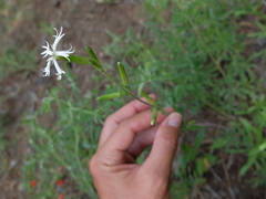 Silene occidentalis