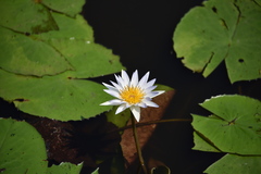 Nymphaea elegans