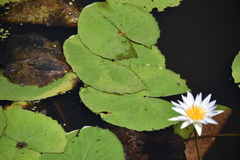 Nymphaea elegans