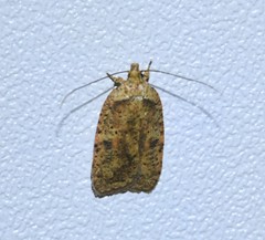 Agonopterix thelmae