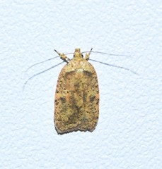Agonopterix thelmae