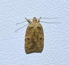 Agonopterix thelmae