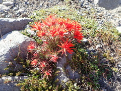 Castilleja rupicola