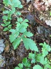 Xanthorhiza simplicissima